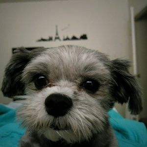 Meet your Posher, Silvia